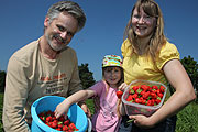 Erdbeeren zum selberpflücken (©Foto. MartiN Schmitz)